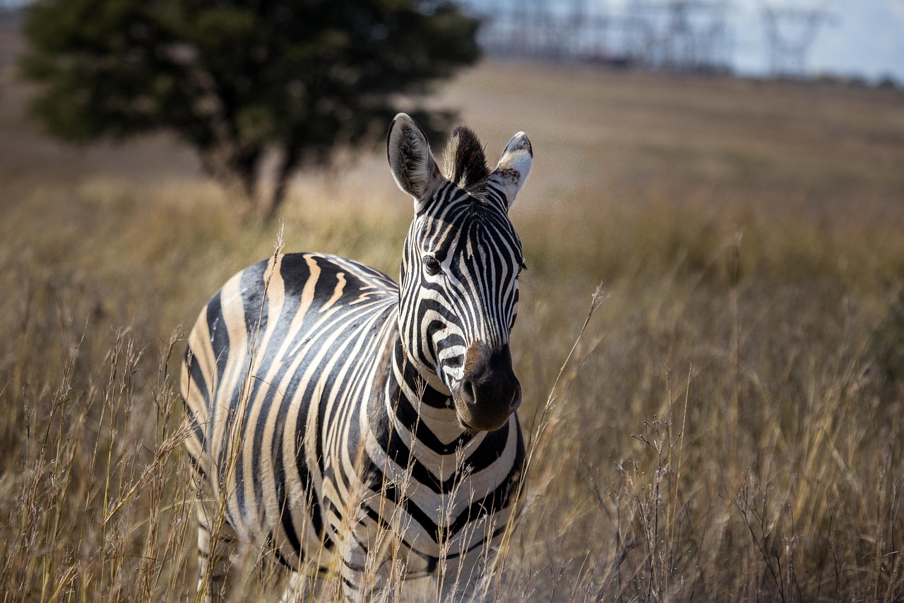 Zebra